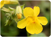 Flor de bach MIMULUS - MIMULO